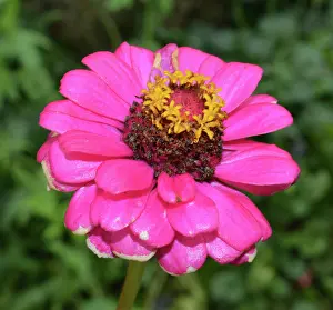 200620: Zinnia flower used for horticultural therapy