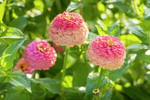 Cycle: Zinnia Oklahoma Salmon, Zinnia elegans Oklahoma