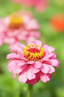 Elegans: Zinnia, Zinnia elegans, A bright pink flower showing