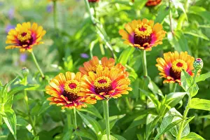 Cycle: Zinnia Zowie, Zinnia elegans Zowie, flowers