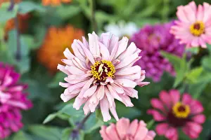 Moselle: Zinnias in bloom in a garden in summer, Moselle