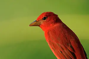 Flava: Zinnobertangare (Piranga flava) sits on branch