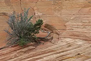 Zion: Zion National Park - Utah - USA