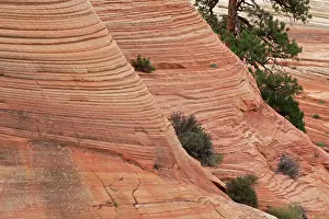 Zion: Zion National Park - Utah - USA