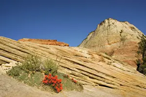 Zion: Zion Slickrock Paintbrush