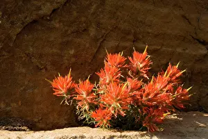 Zion: Zion Slickrock Paintbrush