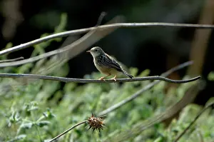 Cisticolas: Zitting Cisticola