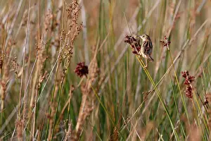 Sedge: Zitting Cisticola (Cisticola juncidis), Casse de