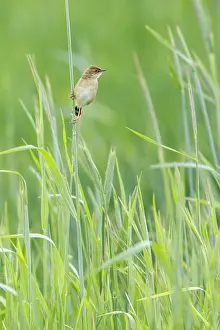 221220: Zitting cisticola (Cisticola juncidis) - on cereal