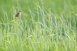 Cisticolas: Zitting cisticola (Cisticola juncidis) - on cereal field - G