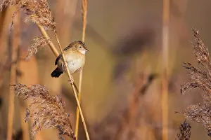 Zitting: Zitting Cisticola (Cisticola juncidis) on a reed