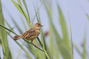 Zitting: Zitting Cisticola (Cisticola juncidis) on a reed