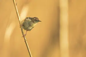 Zitting: Zitting Cisticola (Cisticola juncidis) on a reed