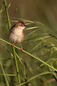 Zitting: Zitting Cisticola - in habitat