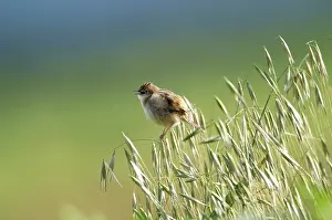 Cyrpus: Zitting Cisticola - Singing, March