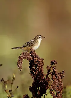 Streaked: Zitting Cisticola / Streaked Fan-tailed Warbler