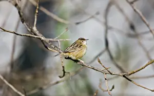 Fantail: Zitting Cisticola / Streaked Fantail Warbler - perched