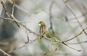 Fantail: Zitting Cisticola / Streaked Fantail Warbler - perched
