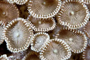 Zoanthid: Zoanthids