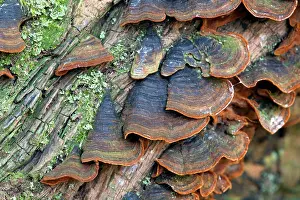 Polypore: Many Zoned Polypore