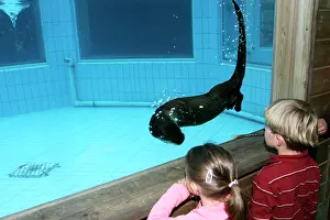 Lontra: Zoo - Children watching Northern River Otter swimming
