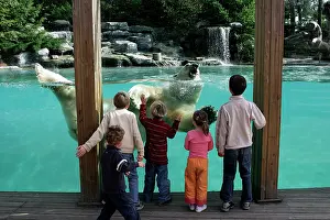 Swmming: Zoo - Children watching Polar Bear swimming in pool at zoo