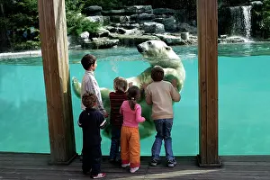 Swmming: Zoo - Children watching Polar Bear swimming in pool at zoo