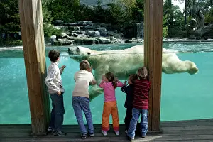 Swmming: Zoo - Children watching Polar Bear swimming in pool at zoo