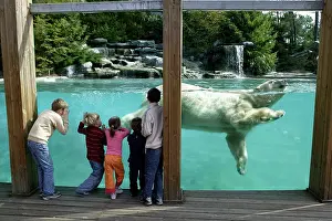 Swmming: Zoo - Children watching Polar Bear swimming in pool at zoo