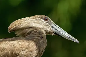 Hamerkop: zoo of Doue La Fontaine