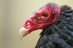 Cathartes: zoo of Doue La Fontaine