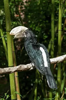 Bycanistes: zoo of Doue La Fontaine