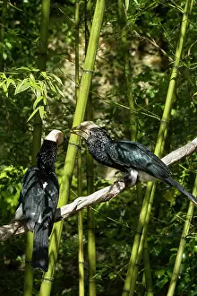 Bycanistes: zoo of Doue La Fontaine