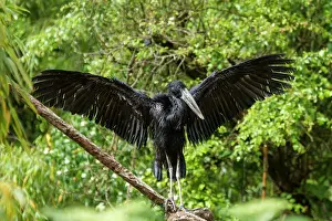 Zoological: zoo of Doue La Fontaine