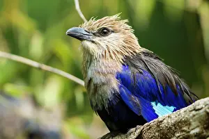 Zoological: zoo of Doue La Fontaine