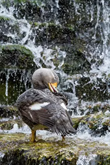 Zoological: zoo of Doue La Fontaine