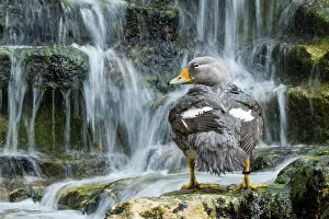 Zoological: zoo of Doue La Fontaine