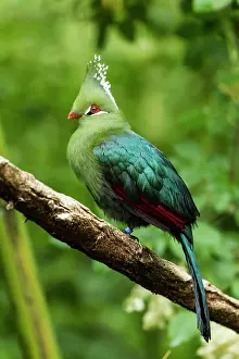 Zoological: zoo of Doue La Fontaine
