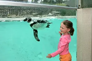 Humboldt: Zoo - Girl watching Humboldt penguin swimming in