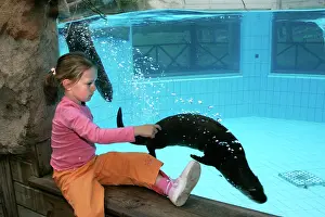 Lontra: Zoo - girl watching Northern River Otter swimming
