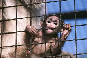Biting: ZOO - Hanuman Langur Monkey, distressed baby clinging