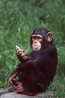 Chimp: ZOO - Western CHIMPANZEE with ice-cream