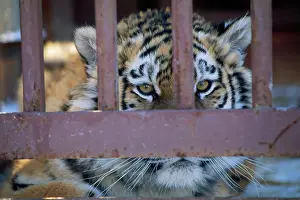 Tigresses: ZOO - Young Tiger in a Cage, young female, close up to bars
