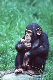 Chimp: ZOO - young Western CHIMPANZEE with Ice-cream