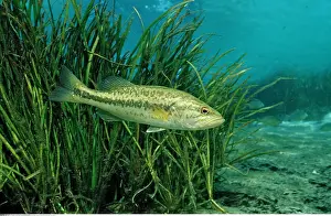 Fisch: Zoologie, Fische, Forellenbarsch, Micropterus salmoides