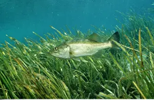 Fisch: Zoologie, Fische, Forellenbarsch, Micropterus salmoides