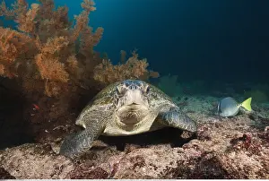 Mydas: Zoologie, Nesseltiere (Cnidaria), Gruene Meeresschildkroete