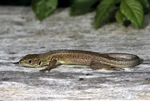 Reptilien: Zoologie, Reptilien, Echte Eidechsen, Waldeidechse