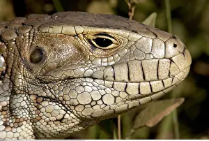 Caiman: Zoologie, Reptilien, Teiidae, Dracaena paraguayensis