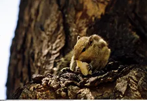 Zoologie: Zoologie, Sgetiere, Hrnchen, Streifenhrnchen, (Funisciurus